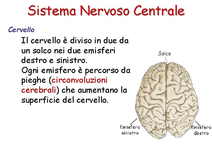 Sistema Nervoso Centrale Cervello Il cervello è diviso in due da un solco nei