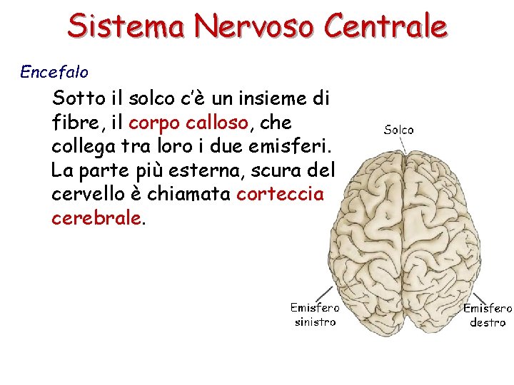 Sistema Nervoso Centrale Encefalo Sotto il solco c’è un insieme di fibre, il corpo
