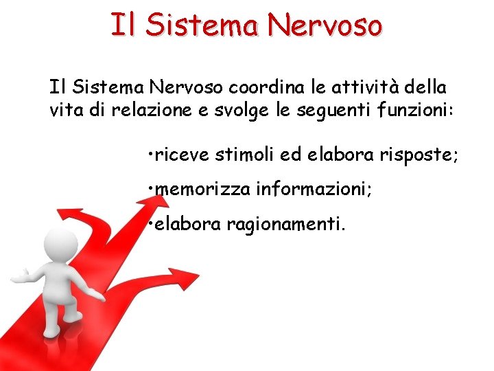 Il Sistema Nervoso coordina le attività della vita di relazione e svolge le seguenti