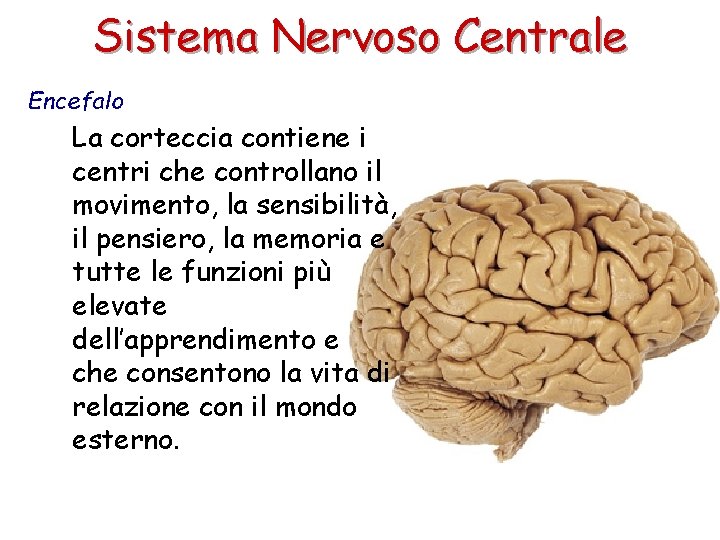 Sistema Nervoso Centrale Encefalo La corteccia contiene i centri che controllano il movimento, la