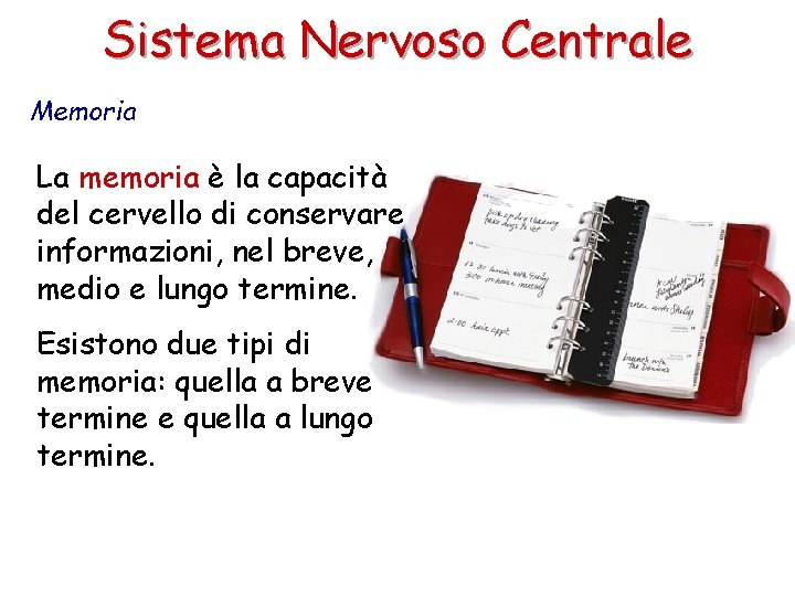 Sistema Nervoso Centrale Memoria La memoria è la capacità del cervello di conservare informazioni,