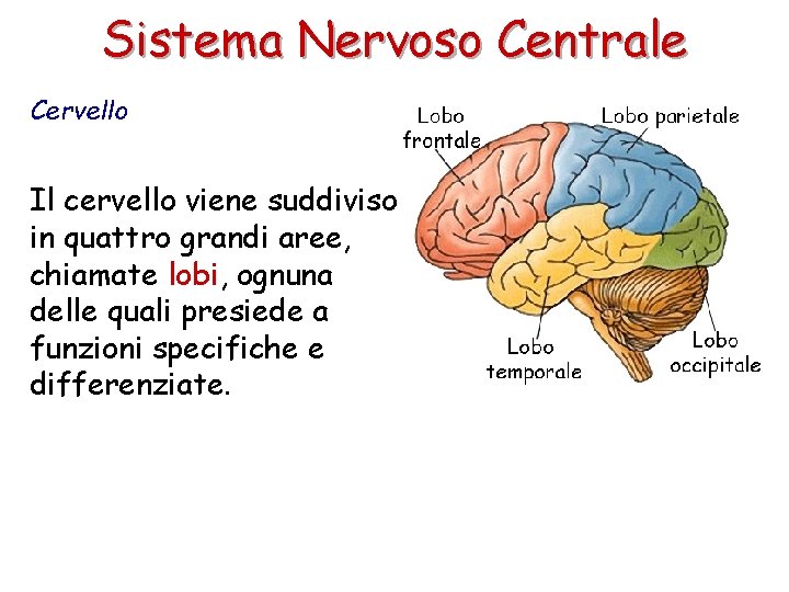 Sistema Nervoso Centrale Cervello Il cervello viene suddiviso in quattro grandi aree, chiamate lobi,