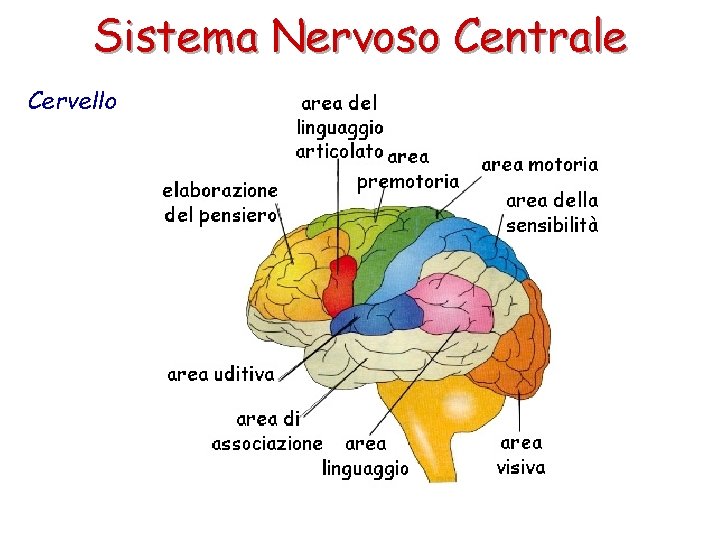 Sistema Nervoso Centrale Cervello 