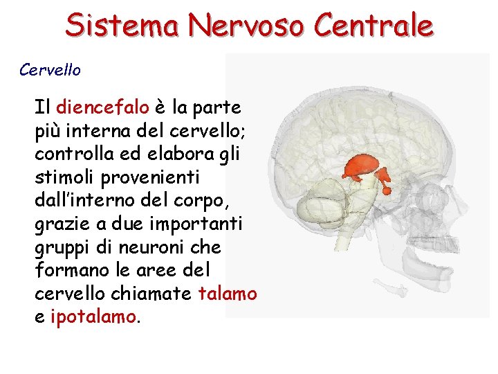 Sistema Nervoso Centrale Cervello Il diencefalo è la parte più interna del cervello; controlla