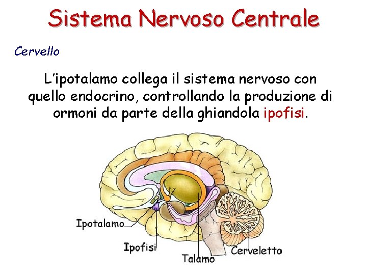 Sistema Nervoso Centrale Cervello L’ipotalamo collega il sistema nervoso con quello endocrino, controllando la