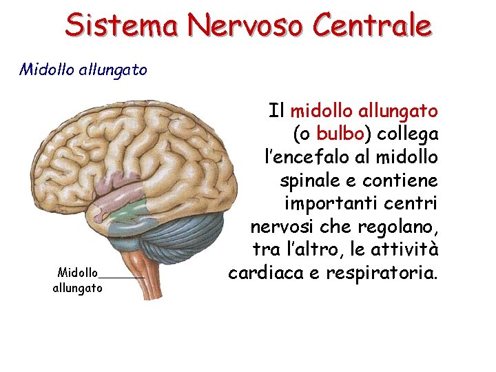Sistema Nervoso Centrale Midollo allungato Il midollo allungato (o bulbo) collega l’encefalo al midollo