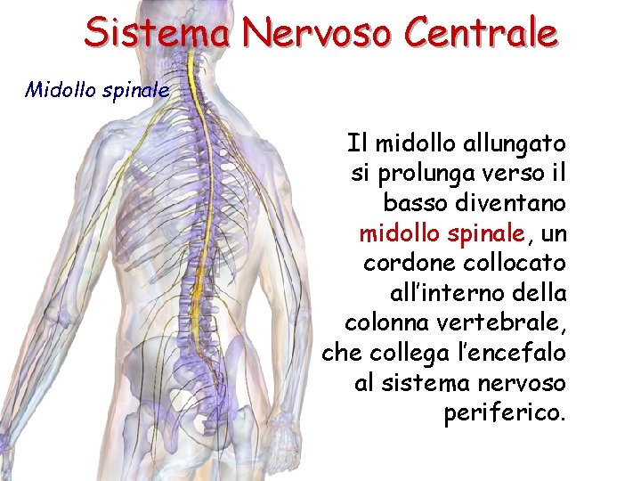 Sistema Nervoso Centrale Midollo spinale Il midollo allungato si prolunga verso il basso diventano