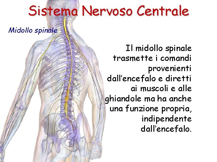 Sistema Nervoso Centrale Midollo spinale Il midollo spinale trasmette i comandi provenienti dall’encefalo e
