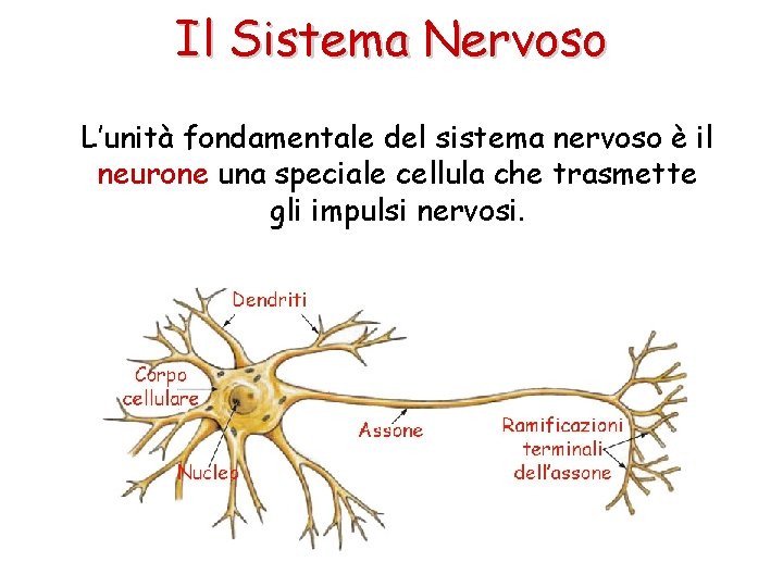 Il Sistema Nervoso L’unità fondamentale del sistema nervoso è il neurone una speciale cellula