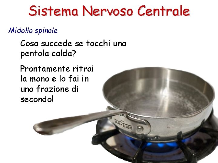 Sistema Nervoso Centrale Midollo spinale Cosa succede se tocchi una pentola calda? Prontamente ritrai