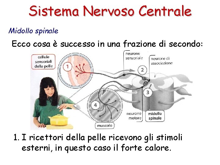 Sistema Nervoso Centrale Midollo spinale Ecco cosa è successo in una frazione di secondo: