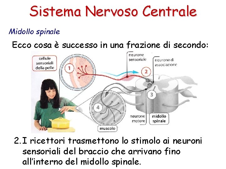 Sistema Nervoso Centrale Midollo spinale Ecco cosa è successo in una frazione di secondo: