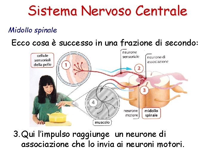 Sistema Nervoso Centrale Midollo spinale Ecco cosa è successo in una frazione di secondo: