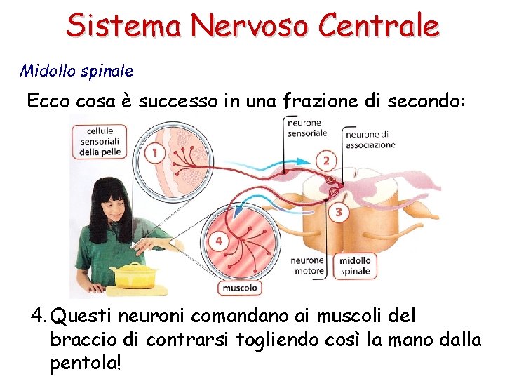 Sistema Nervoso Centrale Midollo spinale Ecco cosa è successo in una frazione di secondo: