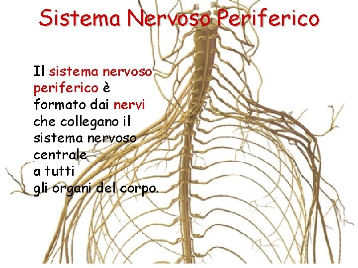 Sistema Nervoso Periferico Il sistema nervoso periferico è formato dai nervi che collegano il