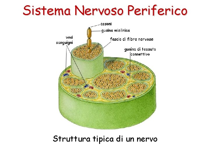 Sistema Nervoso Periferico Struttura tipica di un nervo 