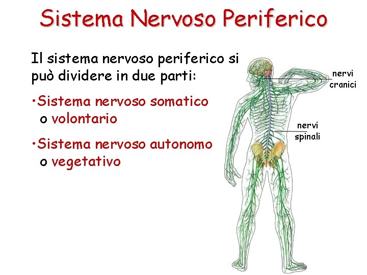 Sistema Nervoso Periferico Il sistema nervoso periferico si può dividere in due parti: •