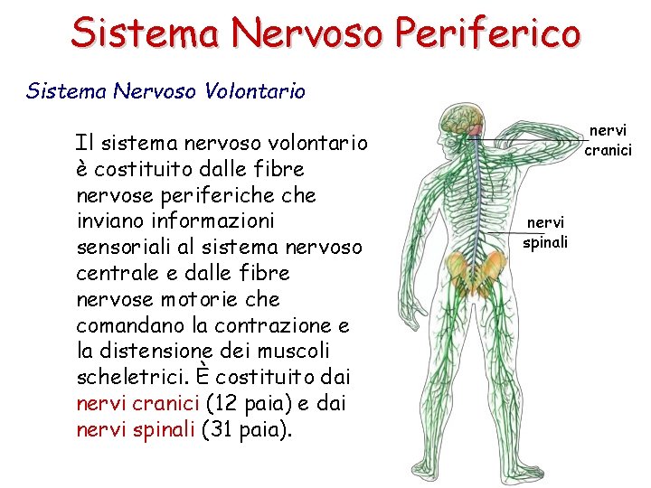 Sistema Nervoso Periferico Sistema Nervoso Volontario Il sistema nervoso volontario è costituito dalle fibre