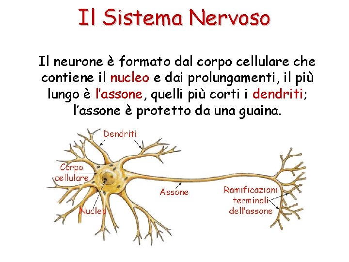 Il Sistema Nervoso Il neurone è formato dal corpo cellulare che contiene il nucleo