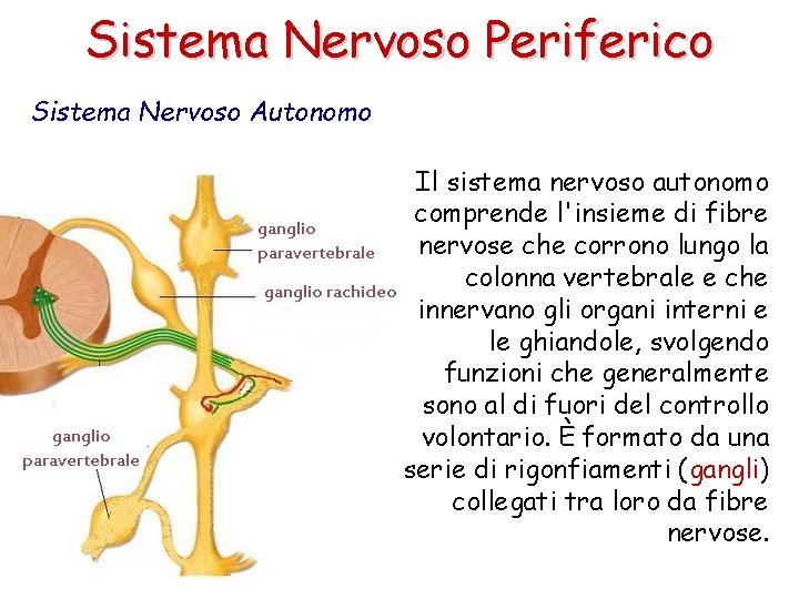 Sistema Nervoso Periferico Sistema Nervoso Autonomo Il sistema nervoso autonomo comprende l'insieme di fibre