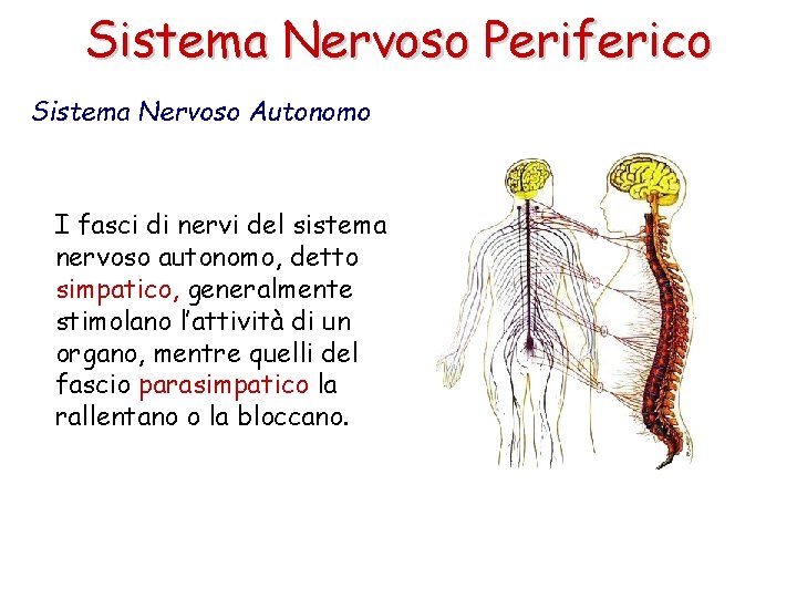 Sistema Nervoso Periferico Sistema Nervoso Autonomo I fasci di nervi del sistema nervoso autonomo,