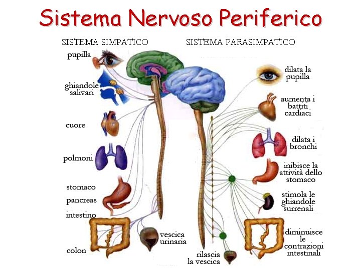 Sistema Nervoso Periferico 