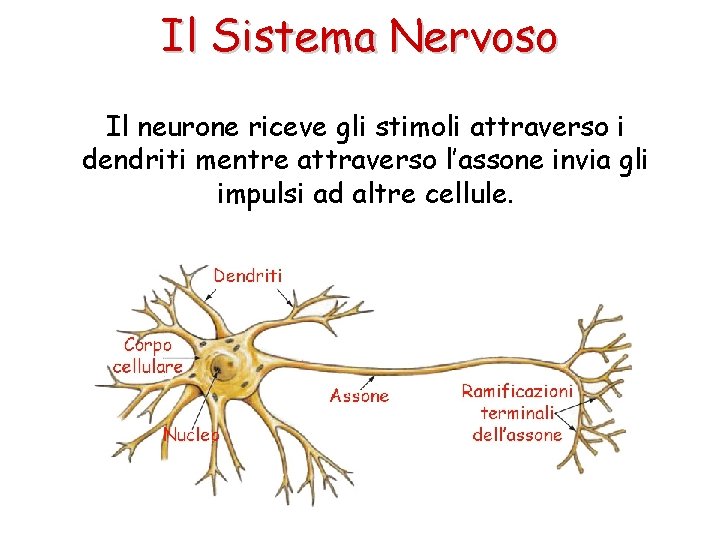 Il Sistema Nervoso Il neurone riceve gli stimoli attraverso i dendriti mentre attraverso l’assone