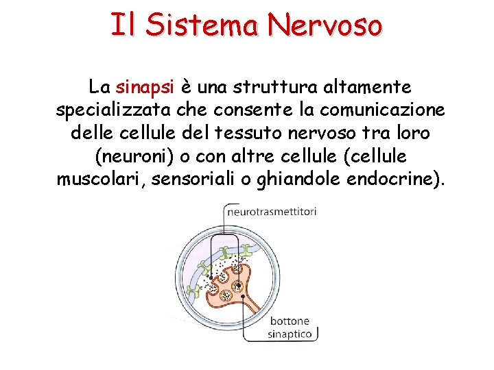 Il Sistema Nervoso La sinapsi è una struttura altamente specializzata che consente la comunicazione