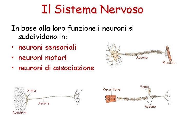 Il Sistema Nervoso In base alla loro funzione i neuroni si suddividono in: •