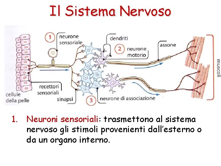 Il Sistema Nervoso 1. Neuroni sensoriali: trasmettono al sistema nervoso gli stimoli provenienti dall’esterno
