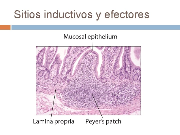 Sitios inductivos y efectores Sitios inductivos y efectores