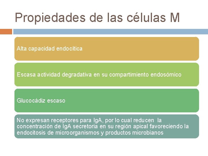 Propiedades de las células M Alta capacidad endocítica Escasa actividad degradativa en su compartimiento Propiedades de las células M Alta capacidad endocítica Escasa actividad degradativa en su compartimiento