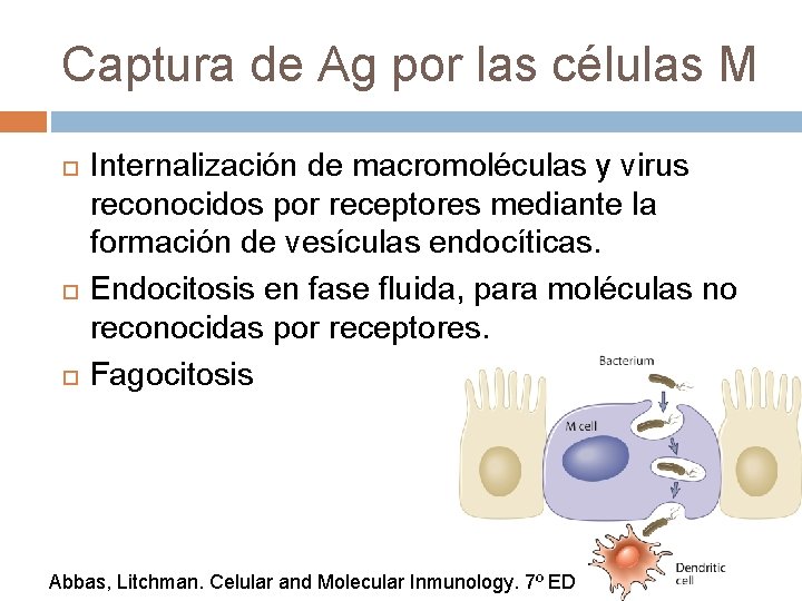 Captura de Ag por las células M Internalización de macromoléculas y virus reconocidos por Captura de Ag por las células M Internalización de macromoléculas y virus reconocidos por