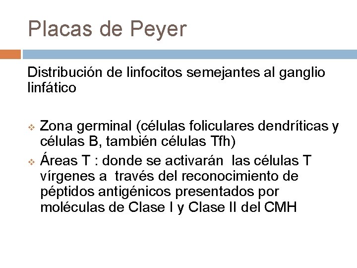 Placas de Peyer Distribución de linfocitos semejantes al ganglio linfático v v Zona germinal Placas de Peyer Distribución de linfocitos semejantes al ganglio linfático v v Zona germinal