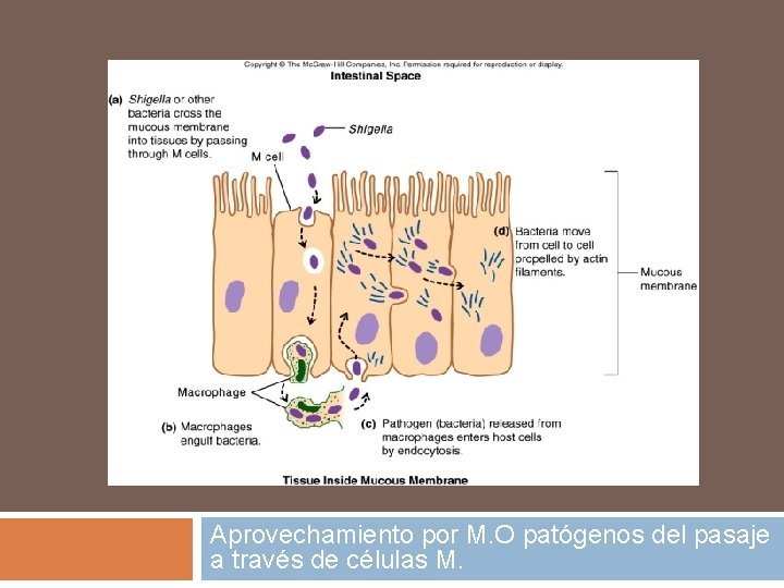 Aprovechamiento por M. O patógenos del pasaje a través de células M. Aprovechamiento por M. O patógenos del pasaje a través de células M.