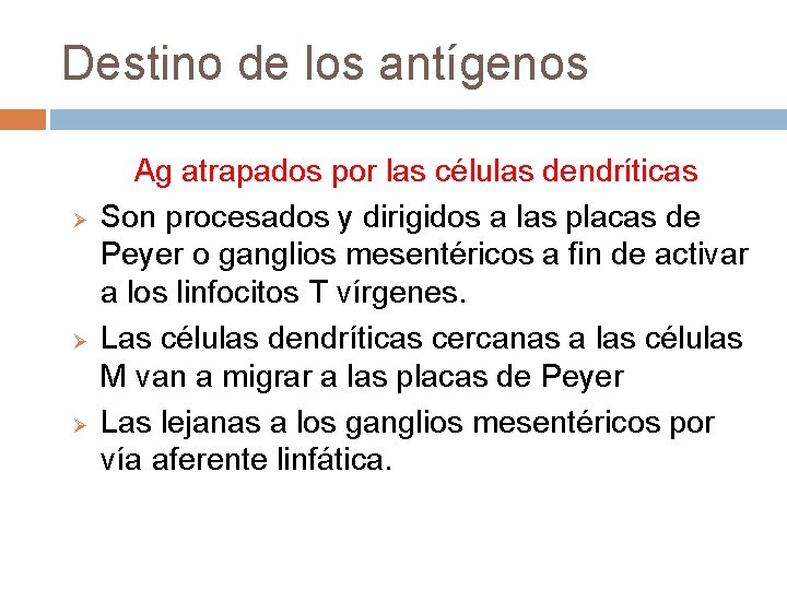 Destino de los antígenos Ø Ø Ø Ag atrapados por las células dendríticas Son Destino de los antígenos Ø Ø Ø Ag atrapados por las células dendríticas Son