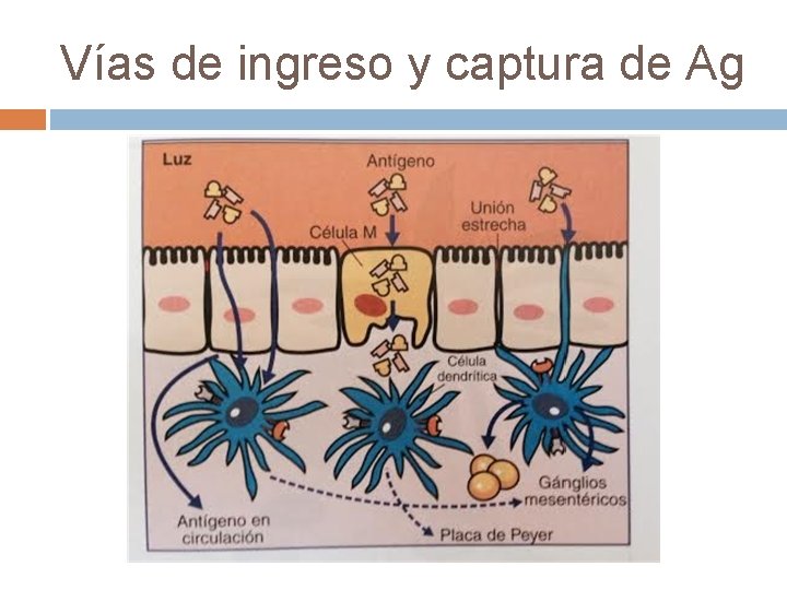 Vías de ingreso y captura de Ag Vías de ingreso y captura de Ag