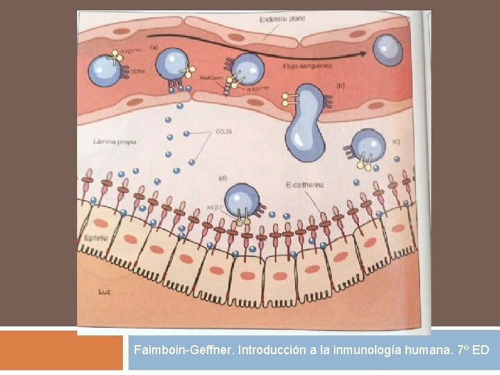 Faimboin-Geffner. Introducción a la inmunología humana. 7º ED Faimboin-Geffner. Introducción a la inmunología humana. 7º ED