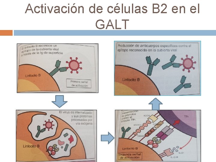 Activación de células B 2 en el GALT Activación de células B 2 en el GALT