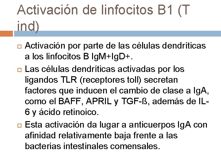 Activación de linfocitos B 1 (T ind) Activación por parte de las células dendríticas Activación de linfocitos B 1 (T ind) Activación por parte de las células dendríticas