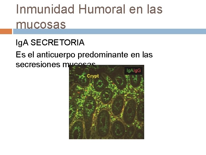 Inmunidad Humoral en las mucosas Ig. A SECRETORIA Es el anticuerpo predominante en las Inmunidad Humoral en las mucosas Ig. A SECRETORIA Es el anticuerpo predominante en las