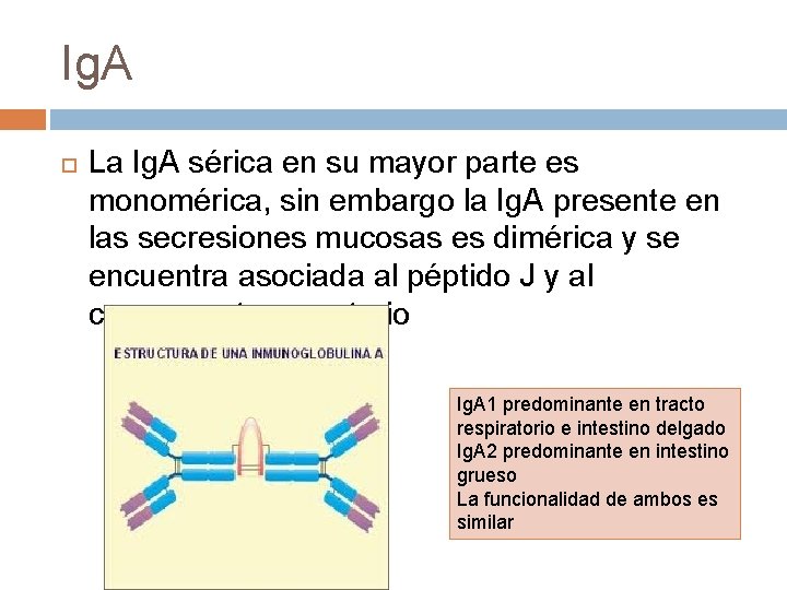 Ig. A La Ig. A sérica en su mayor parte es monomérica, sin embargo Ig. A La Ig. A sérica en su mayor parte es monomérica, sin embargo