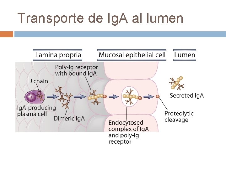Transporte de Ig. A al lumen Transporte de Ig. A al lumen