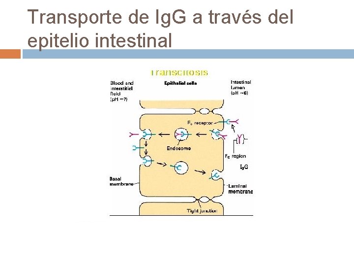 Transporte de Ig. G a través del epitelio intestinal Transporte de Ig. G a través del epitelio intestinal