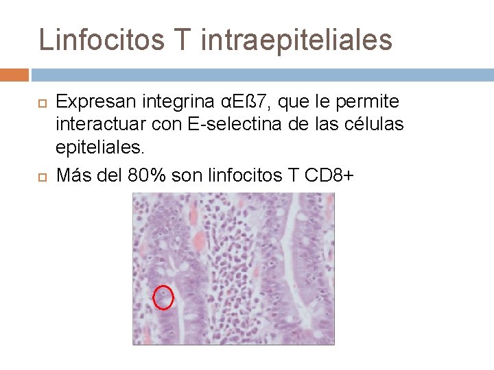 Linfocitos T intraepiteliales Expresan integrina αEß 7, que le permite interactuar con E-selectina de Linfocitos T intraepiteliales Expresan integrina αEß 7, que le permite interactuar con E-selectina de