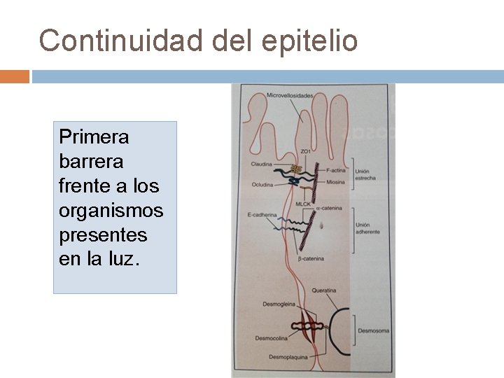 Continuidad del epitelio Primera barrera frente a los organismos presentes en la luz. Continuidad del epitelio Primera barrera frente a los organismos presentes en la luz.