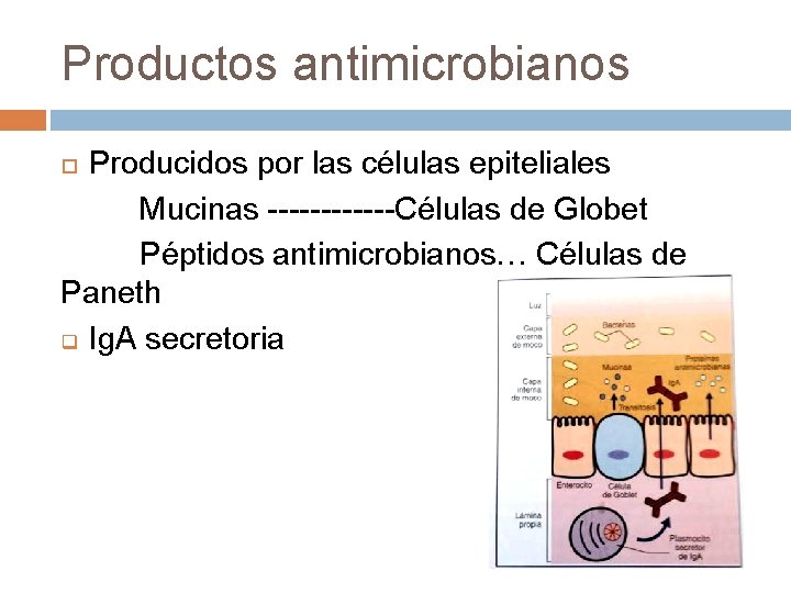 Productos antimicrobianos Producidos por las células epiteliales Mucinas ------Células de Globet Péptidos antimicrobianos… Células Productos antimicrobianos Producidos por las células epiteliales Mucinas ------Células de Globet Péptidos antimicrobianos… Células