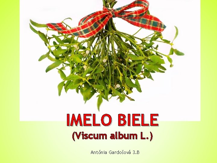 IMELO BIELE (Viscum album L. ) Antónia Gardošová 3. B 