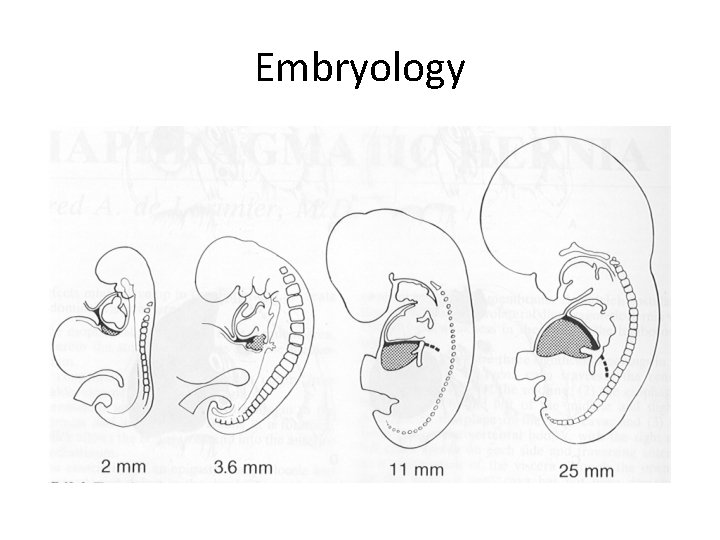 Embryology 