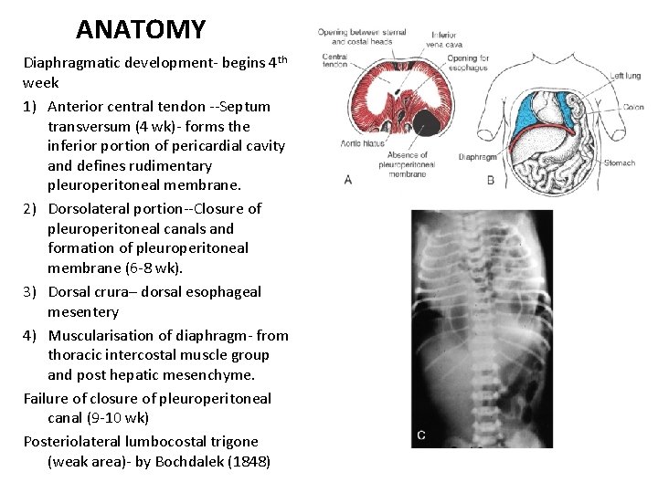 ANATOMY Diaphragmatic development- begins 4 th week 1) Anterior central tendon --Septum transversum (4